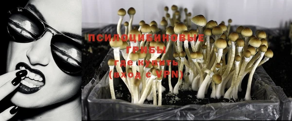 прущие грибы Инта